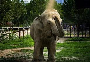 我们的动物园,动物乐园全景巡礼