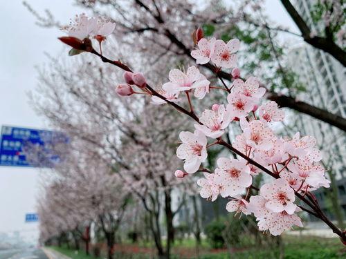 三月李花开,三月李花开盛景掠影